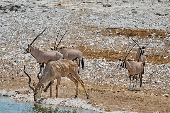 mixed animals of Kudu (Strepsiceros zambesiensis) and Gemsbock (Oryx gazella)