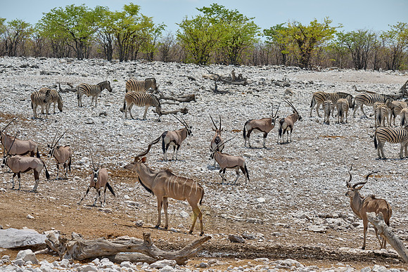 mixed animals of Kudu (Strepsiceros zambesiensis), plains zebra (Equus quagga) and Gemsbock (Oryx gazella)