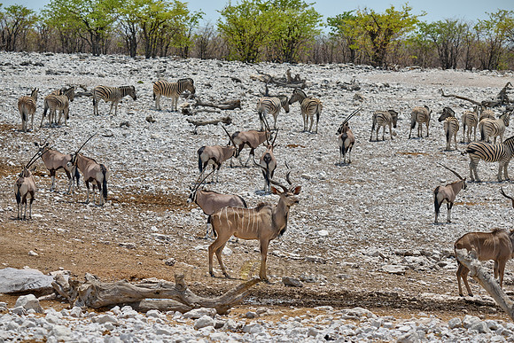 mixed animals of Kudu (Strepsiceros zambesiensis), plains zebra (Equus quagga) and Gemsbock (Oryx gazella)