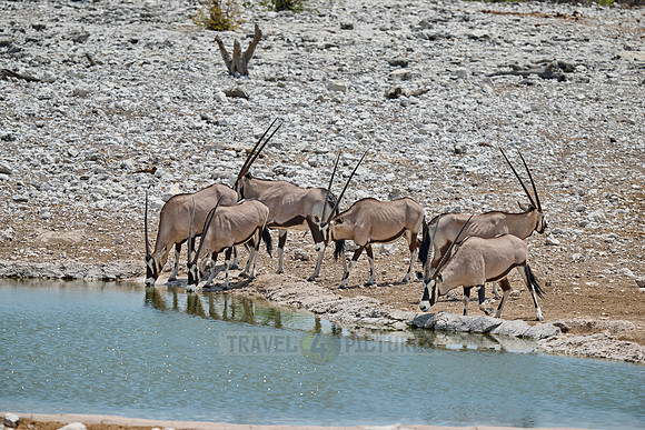 herd of gemsbock or Oryx (Oryx gazella) at the waterhole