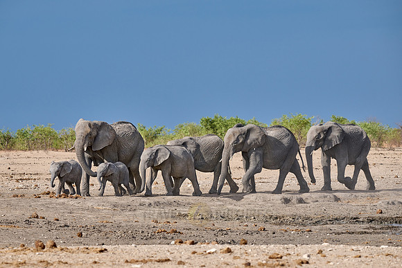 Large herd of African elephants at the waterhole