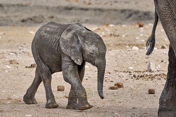 Large herd of African elephants at the waterhole