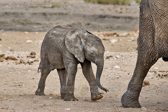 Large herd of African elephants at the waterhole