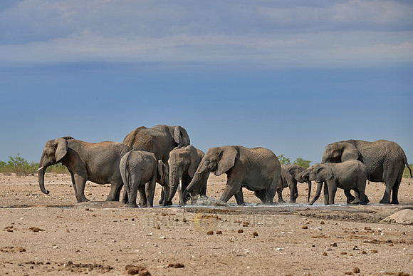 Large herd of African elephants at the waterhole