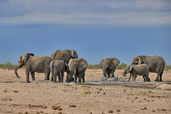 Large herd of African elephants at the waterhole