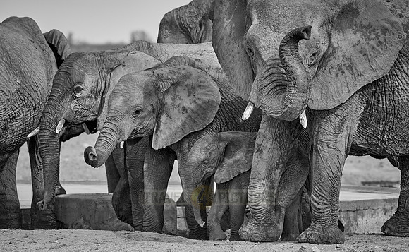 Large herd of African elephants at the waterhole