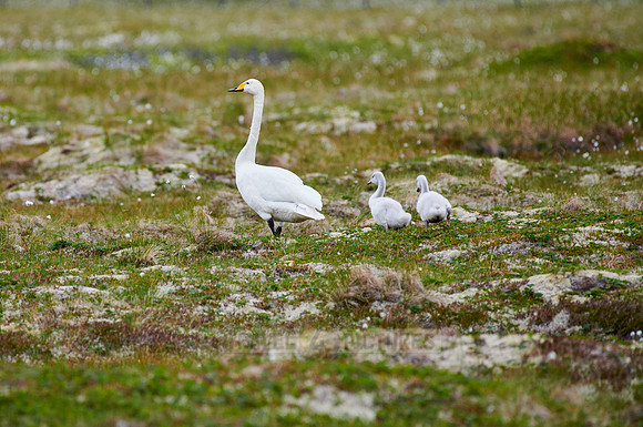 whooper swan (Cygnus cygnus) with chicks