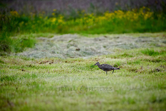 Eurasian curlew or common curlew (Numenius arquata)