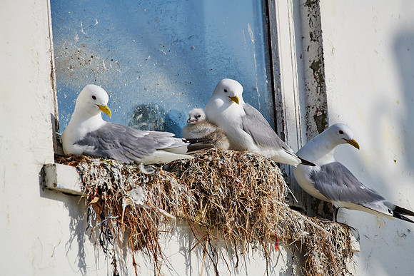 common gulls (Larus canus) or sea mew with chick in nest