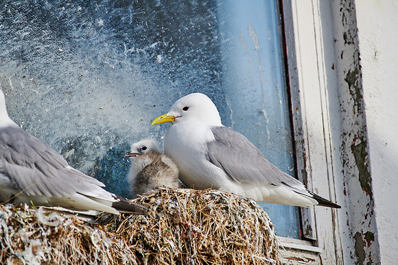 common gull (Larus canus) or sea mew with chick in nest