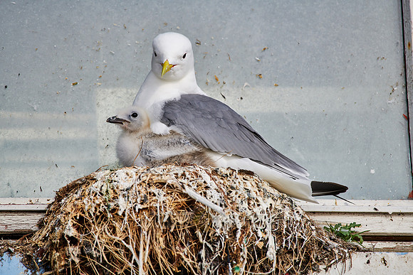 common gull (Larus canus) or sea mew with chick in nest