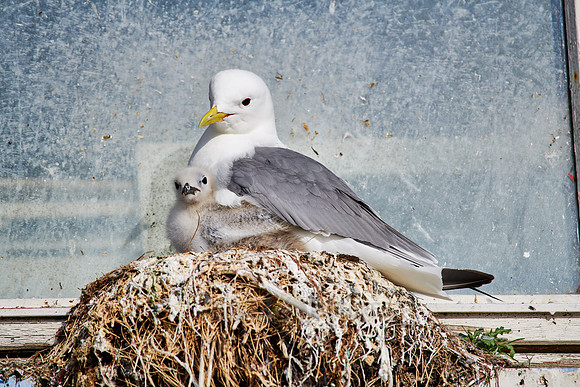 common gull (Larus canus) or sea mew with chick in nest