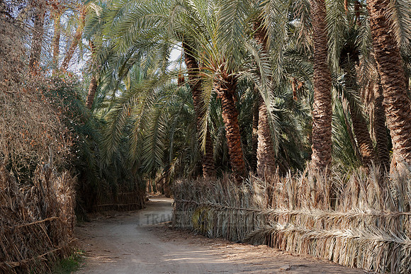 palms in Oasis Bahariya