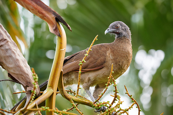 grey-headed chachalaca (Ortalis cinereiceps)