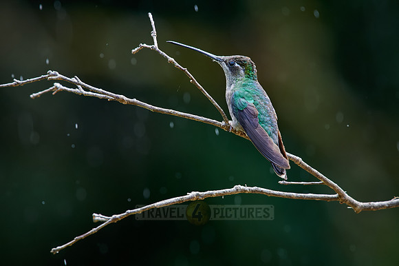 Talamanca hummingbird or Magnificent hummingbird (Eugenes spectabilis)