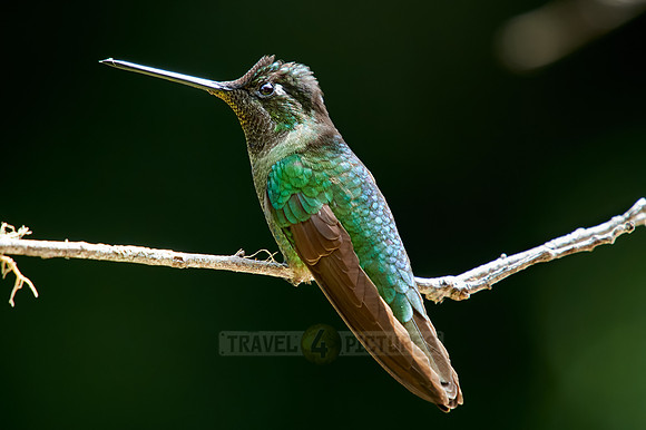 Talamanca hummingbird or Magnificent hummingbird (Eugenes spectabilis)