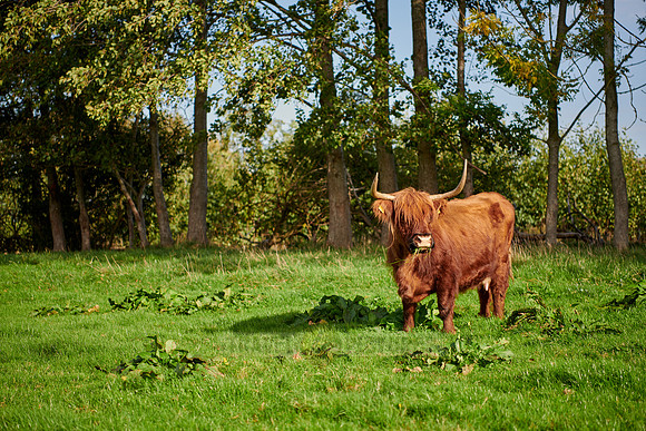 Highland Cattle or Kyloe on pasture