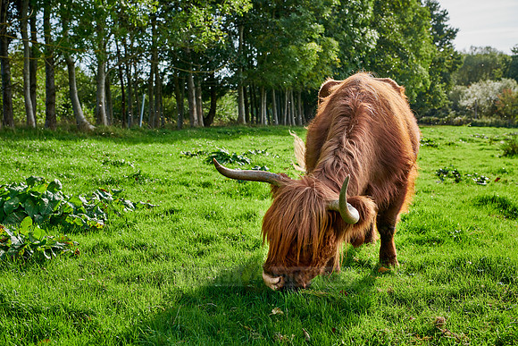Highland Cattle or Kyloe on pasture