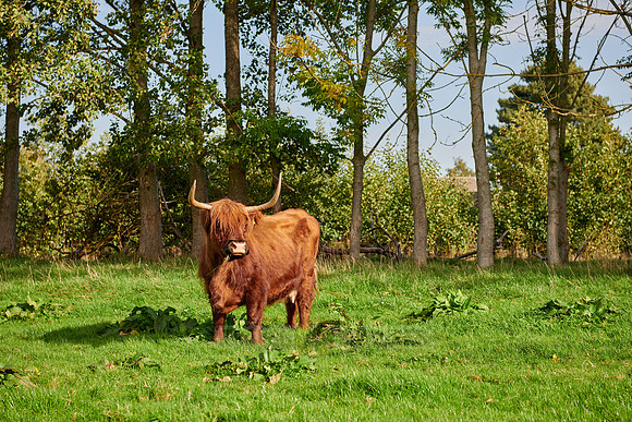 Highland Cattle or Kyloe on pasture