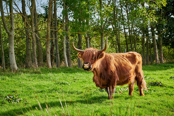 Highland Cattle or Kyloe on pasture