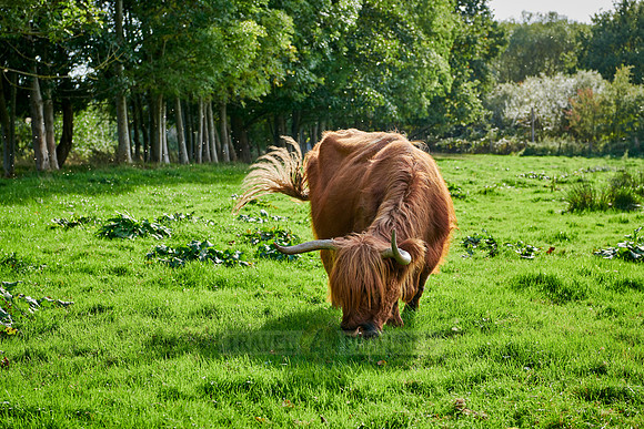 Highland Cattle or Kyloe on pasture