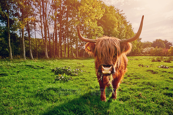 Highland Cattle or Kyloe on pasture