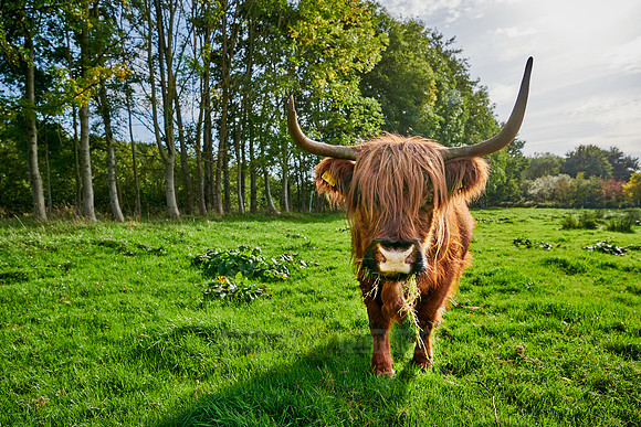 Highland Cattle or Kyloe on pasture