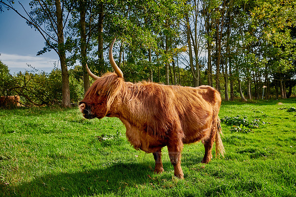 Highland Cattle or Kyloe on pasture