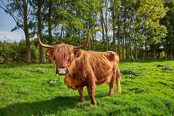 Highland Cattle or Kyloe on pasture