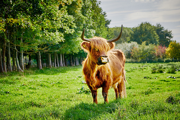 Highland Cattle or Kyloe on pasture