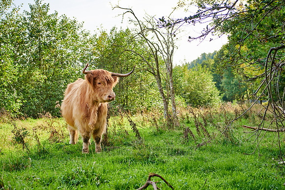 Highland Cattle or Kyloe on pasture