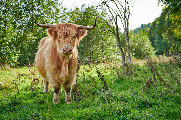 Highland Cattle or Kyloe on pasture