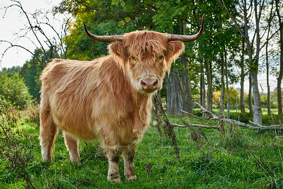 Highland Cattle or Kyloe on pasture