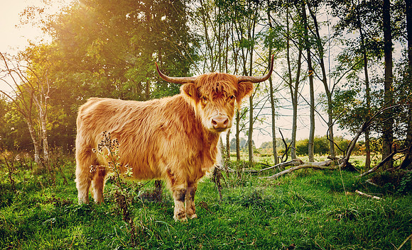 Highland Cattle or Kyloe on pasture