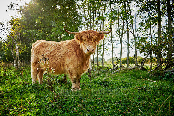 Highland Cattle or Kyloe on pasture
