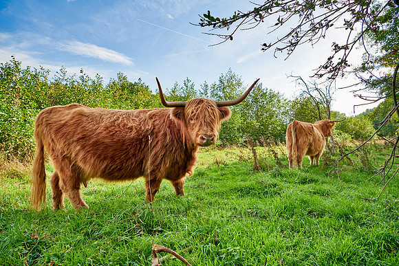 Highland Cattle or Kyloe on pasture