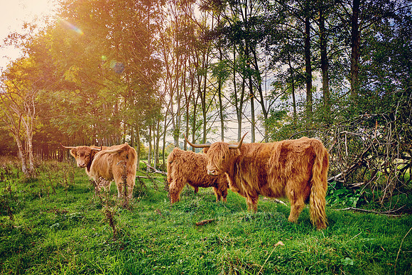 Highland Cattle or Kyloe on pasture