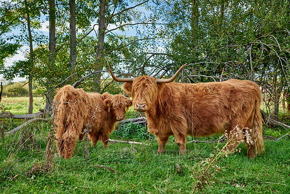 Highland Cattle or Kyloe on pasture