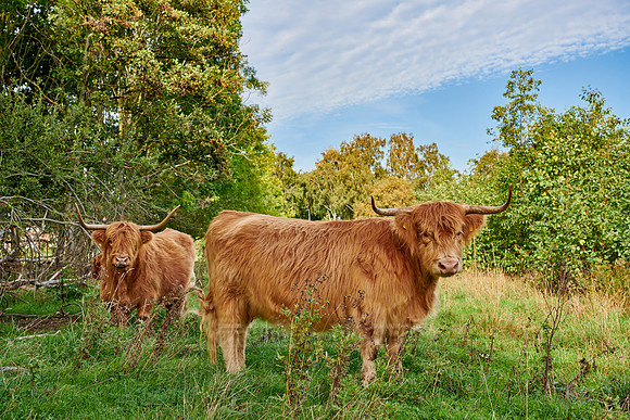Highland Cattle or Kyloe on pasture