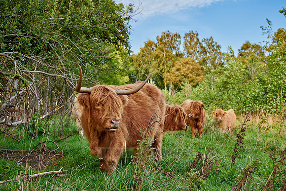 Highland Cattle or Kyloe on pasture
