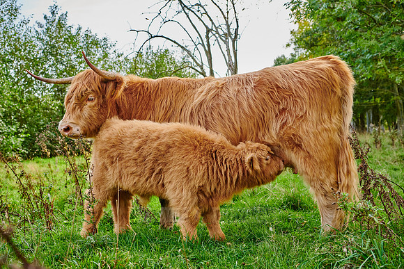Highland Cattle or Kyloe, calf suckling at mother