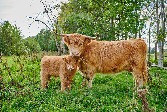 Highland Cattle or Kyloe, calf with mother