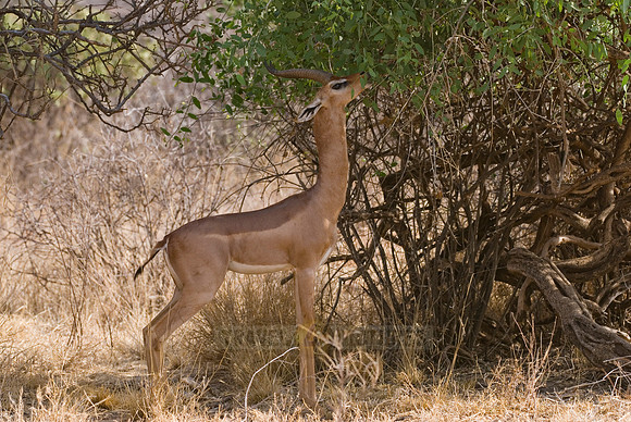 Gerenuk, Litocranius walleri