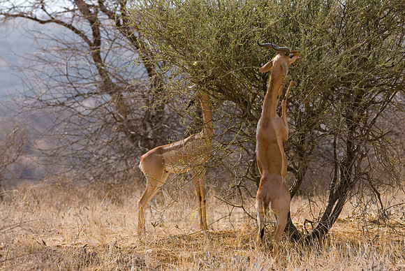 Gerenuk, Litocranius walleri