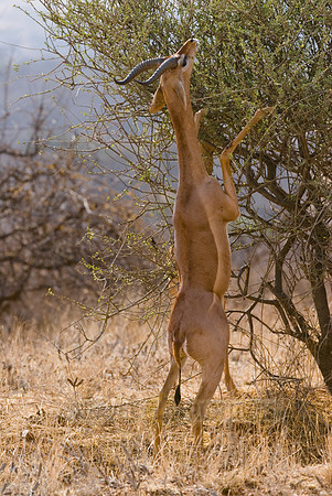 Gerenuk, Litocranius walleri