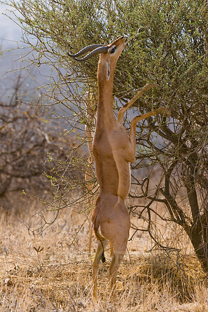 Gerenuk, Litocranius walleri