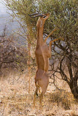 Gerenuk, Litocranius walleri