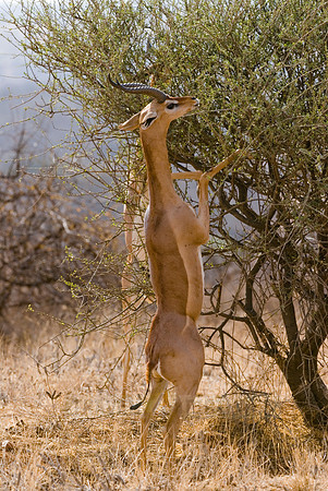 Gerenuk, Litocranius walleri