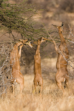 Gerenuk, Litocranius walleri