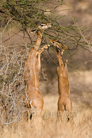 Gerenuk, Litocranius walleri